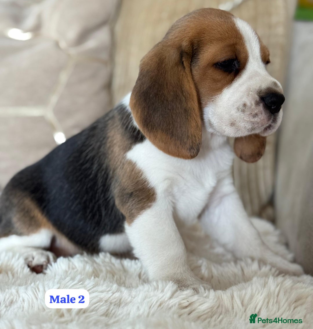 Beagle dogs for sale: ** STUNNING KC 5 GEN TRI COLOUR BEAGLEPUPS ** - Image 4