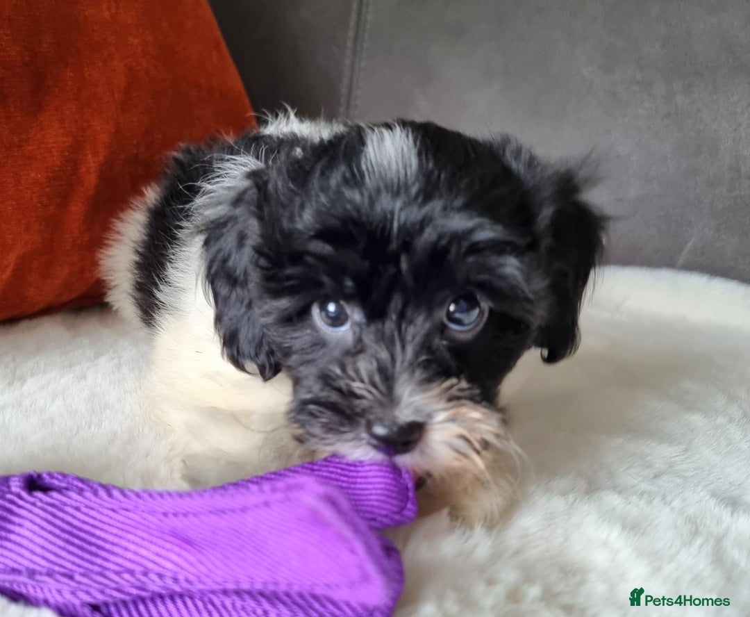 Cockapoo dogs for sale: Best Friend Sofa Companions 🥰 Fully vaccinated  - Image 11