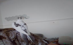 Cockatiels birds for sale: Cockatiel male 8 month - Image 3