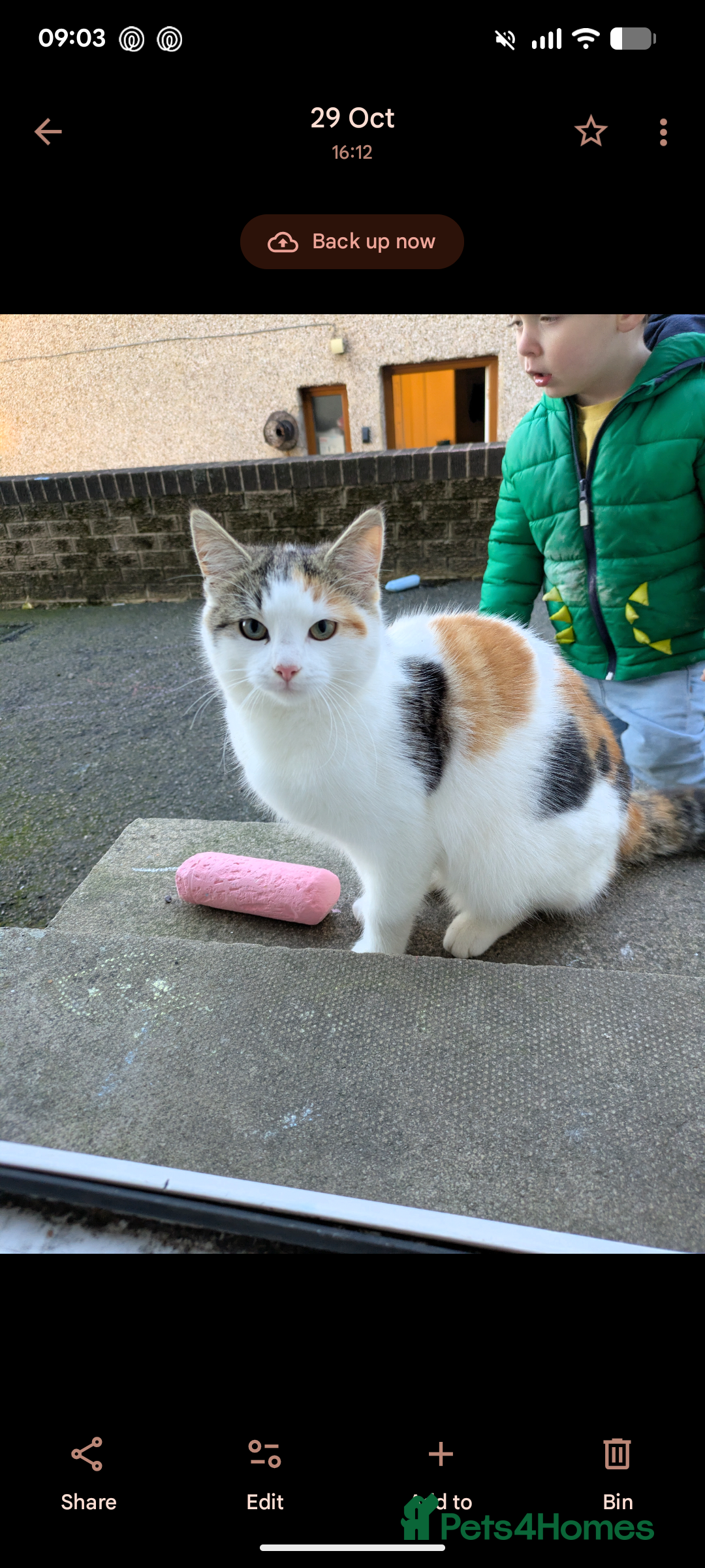 Mixed Breed cats for sale: Loving young cat needs home asap  - Advert 1