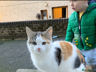 Mixed Breed cats Loving young cat needs home asap - Advert 1