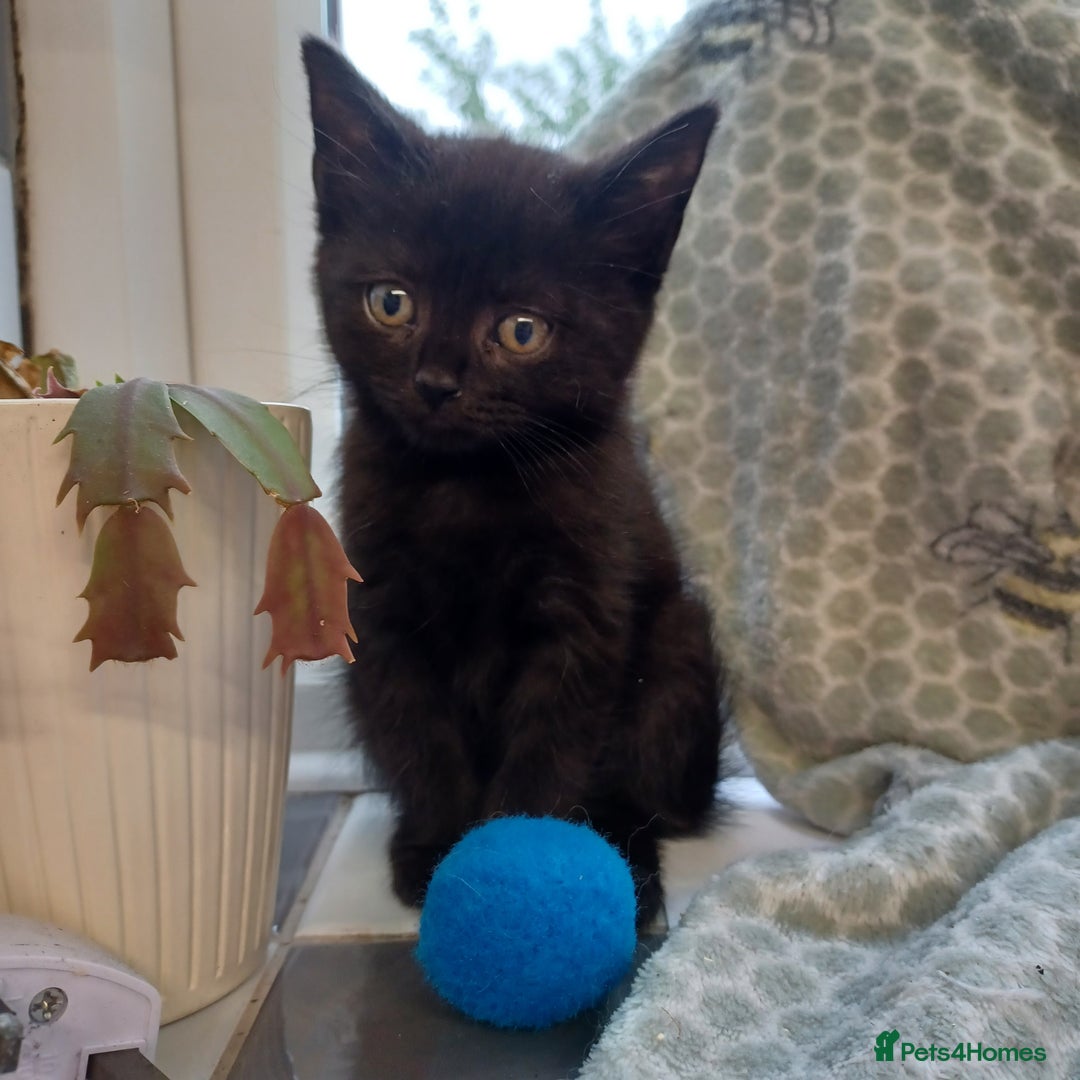 Mixed Breed cats for sale: Last 2 black kittens - Image 4