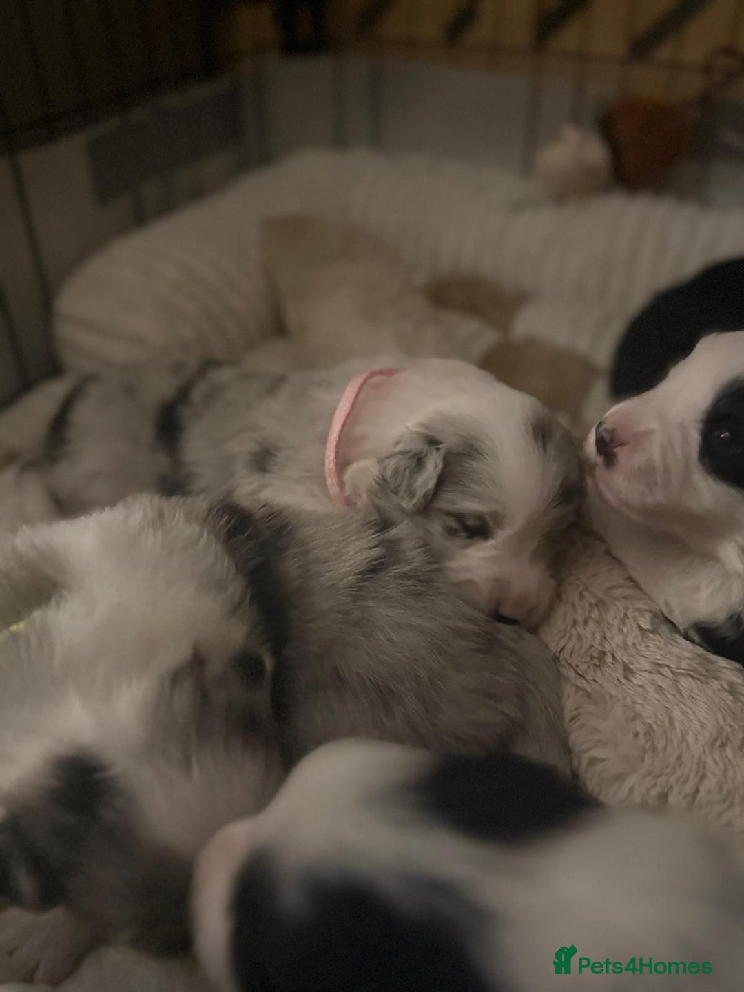 Border Collie dogs for sale: Stunning puppies from international champion line. - Advert 19