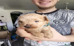 Maltipoo dogs for sale: F1B Toy Maltipoo  - Image 30