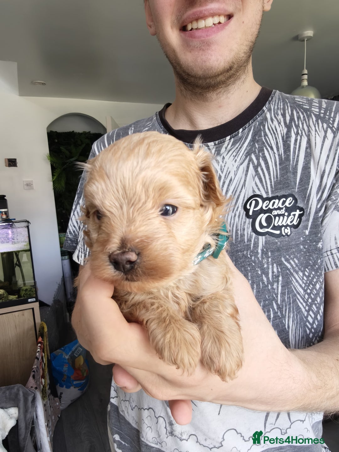 Maltipoo dogs for sale: F1B Toy Maltipoo  - Image 30