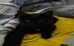 Domestic Shorthair cats for sale: Sweet black kitten Looking for her Forever Home - Image 9