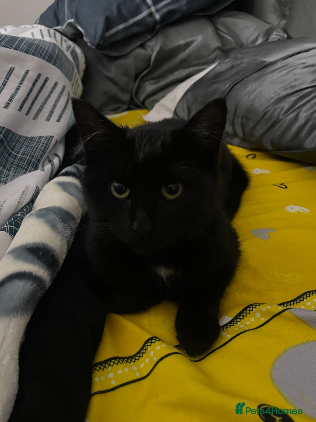 Domestic Shorthair cats for sale: Sweet black kitten Looking for her Forever Home - Image 9