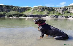 Dobermann dogs for sale: Dobermann puppies - Image 7