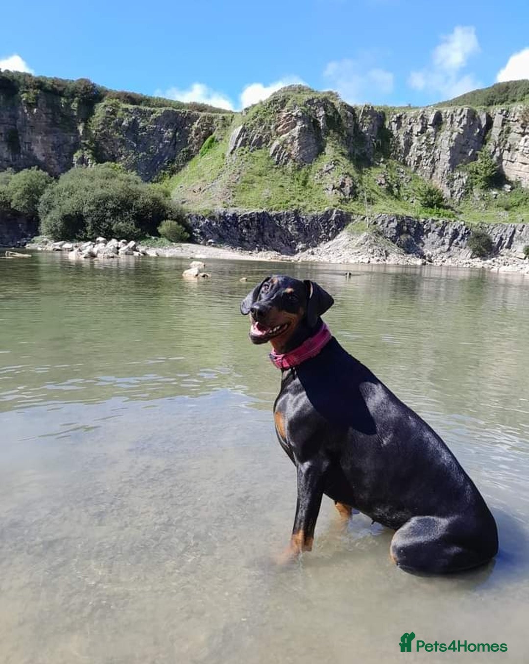 Dobermann dogs for sale: Dobermann puppies - Image 7