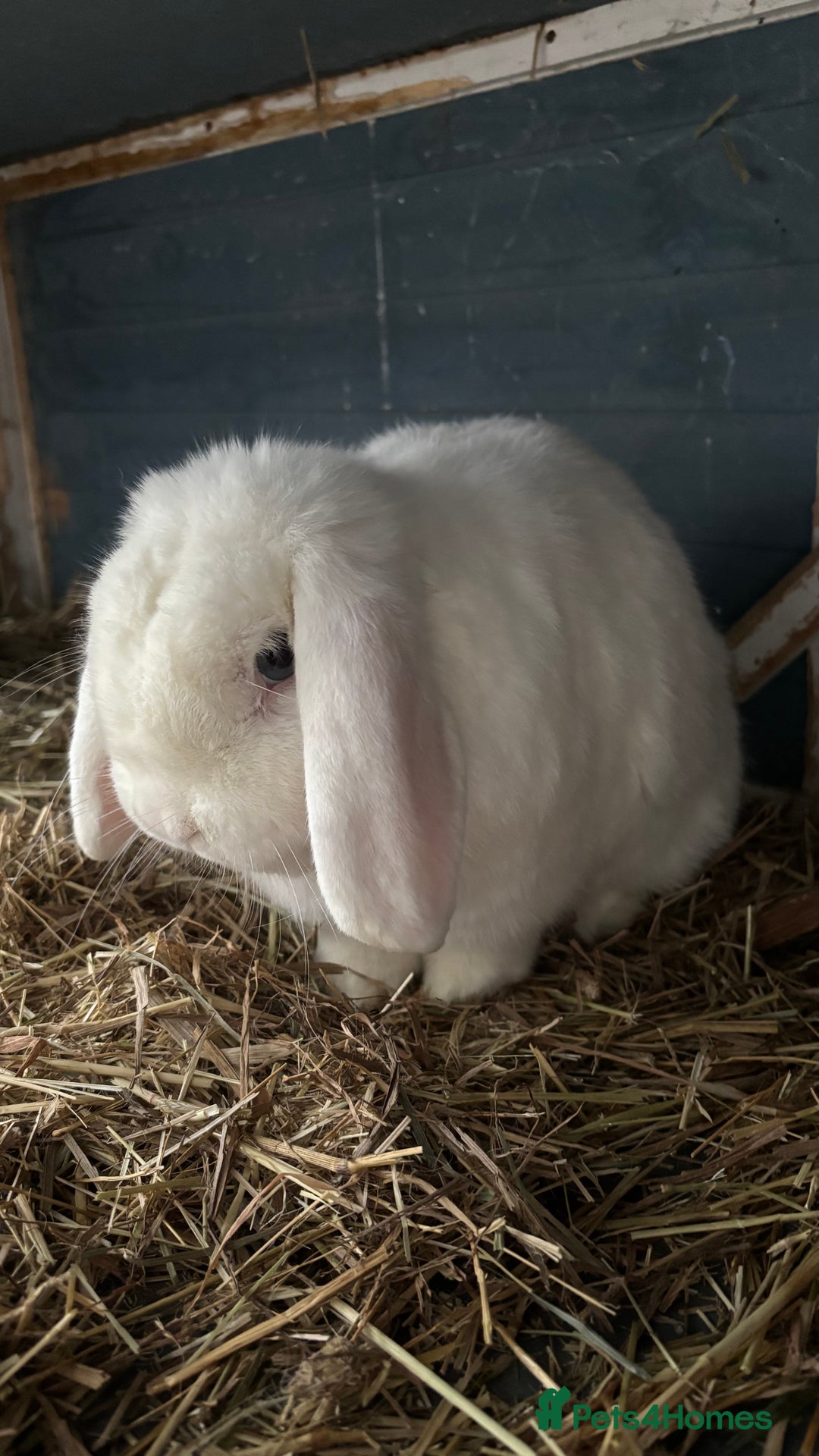 Mini Lop rabbits for sale: Bunny for sale - Advert 2