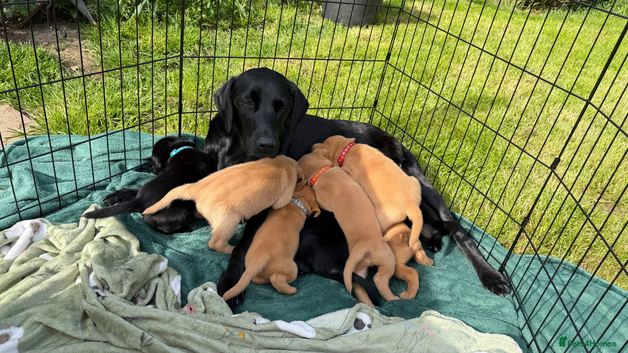 Labrador Retriever dogs for sale: Fox Red Working Labrador Puppies - Advert 10