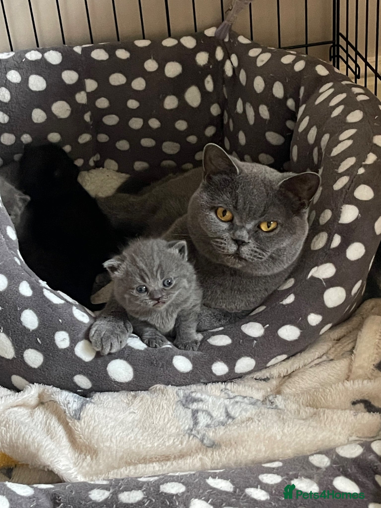 British Shorthair cats British blue kittens for sale  - Advert 4