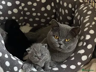 British Shorthair cats British blue kittens for sale - Advert 2