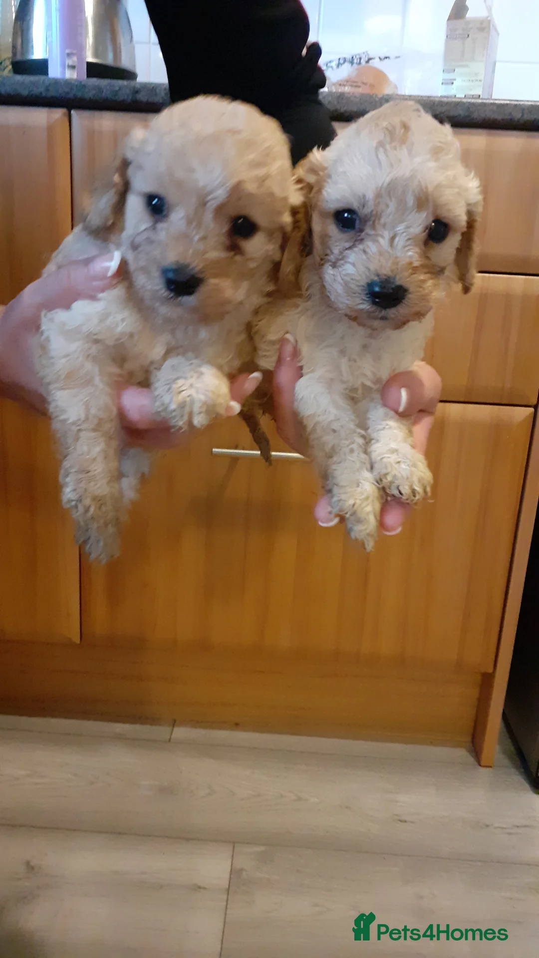 Cavapoo dogs for sale: Cavapoo pups for sale - Advert 3