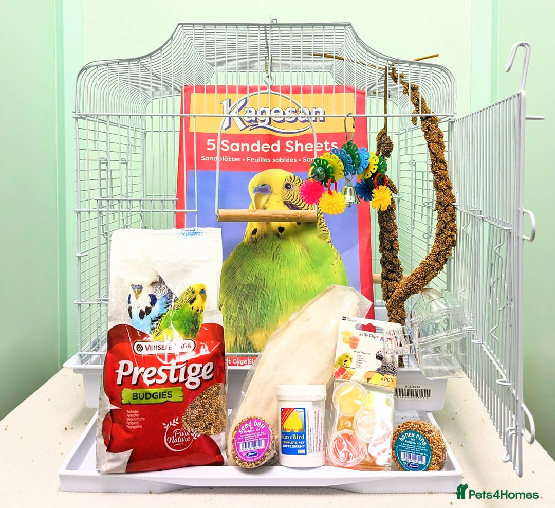 Budgerigars birds for sale: Stunning Baby Budgies available now!!! - Advert 16