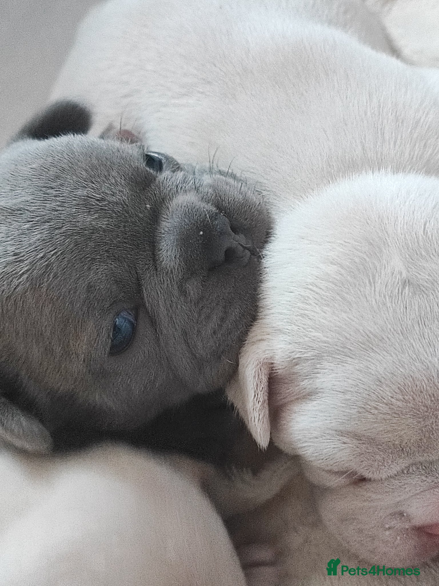 French Bulldog dogs for sale: french bulldog puppies in Nottingham - Advert 12