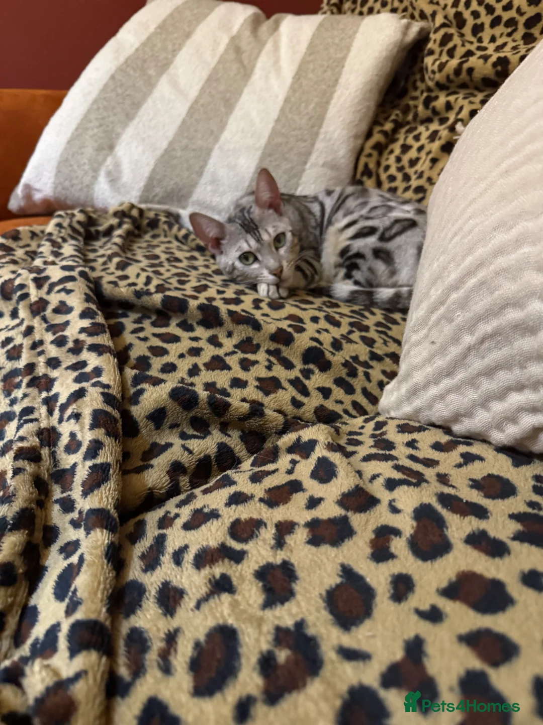 Bengal cats for sale: Snow Bengal girl looking for forever home - Advert 5