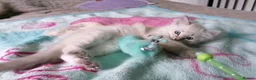 Ragdoll cats for sale: Blue lynx ragdoll kitten RESERVED - Advert 3
