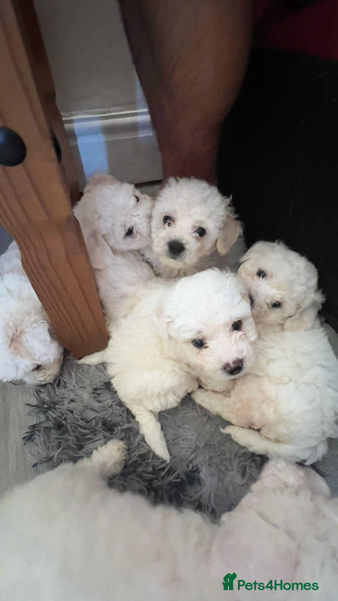 Bichon Frise dogs Bichon frise - Advert 1