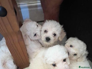 Bichon Frise dogs - Advert 15