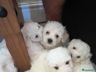 Bichon Frise dogs Bichon frise - Advert 1