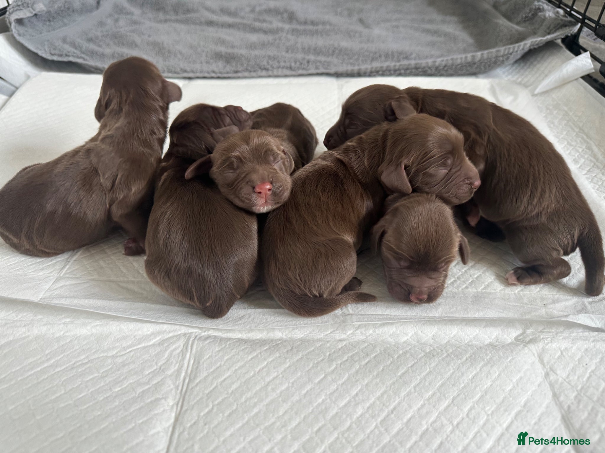 Cocker Spaniel dogs Kc Working Cocker Spaniel Pups  - Advert 12