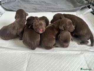 Cocker Spaniel dogs Kc Working Cocker Spaniel Pups - Advert 12