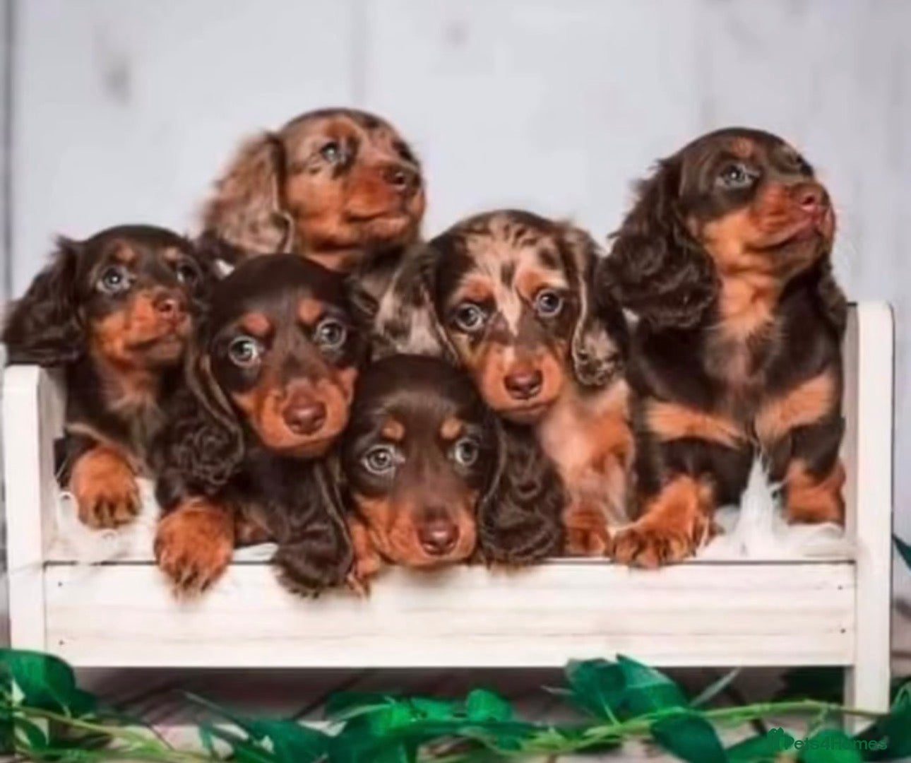Miniature Dachshund dogs for sale: ✨MINI DACHSHUND LONG HAIR ✨👑 KC 👑 - Advert 2