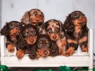 Miniature Dachshund dogs for sale: ✨MINI DACHSHUND LONG HAIR ✨👑 KC 👑 - Advert 2