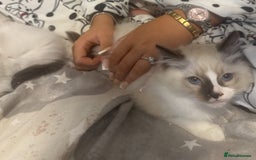 Ragdoll cats for sale: 5 ragdoll kittens GCCF  - Image 26
