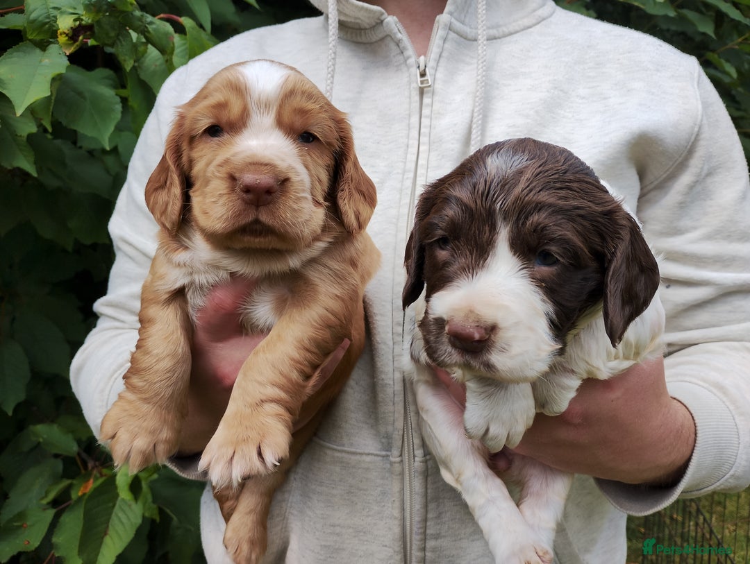 Cocker Spaniel dogs for sale: Cocker Spaniel Puppies - Image 4