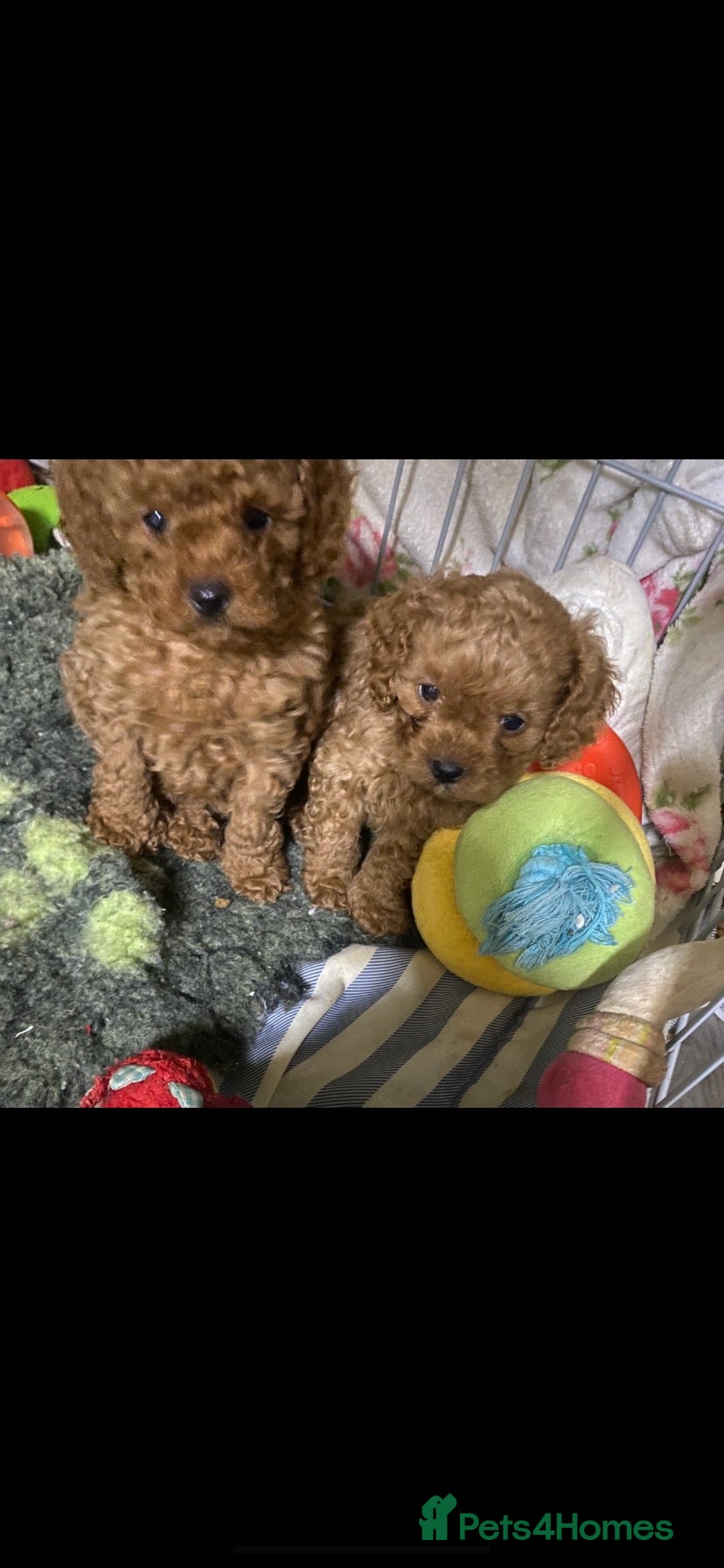 Cavapoo dogs Cavapoo babies  - Advert 9