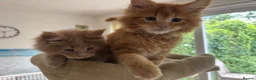 Maine Coon cats for sale: TICA Reg Maine Coon Kittens Ginger Red Cream - Advert 8