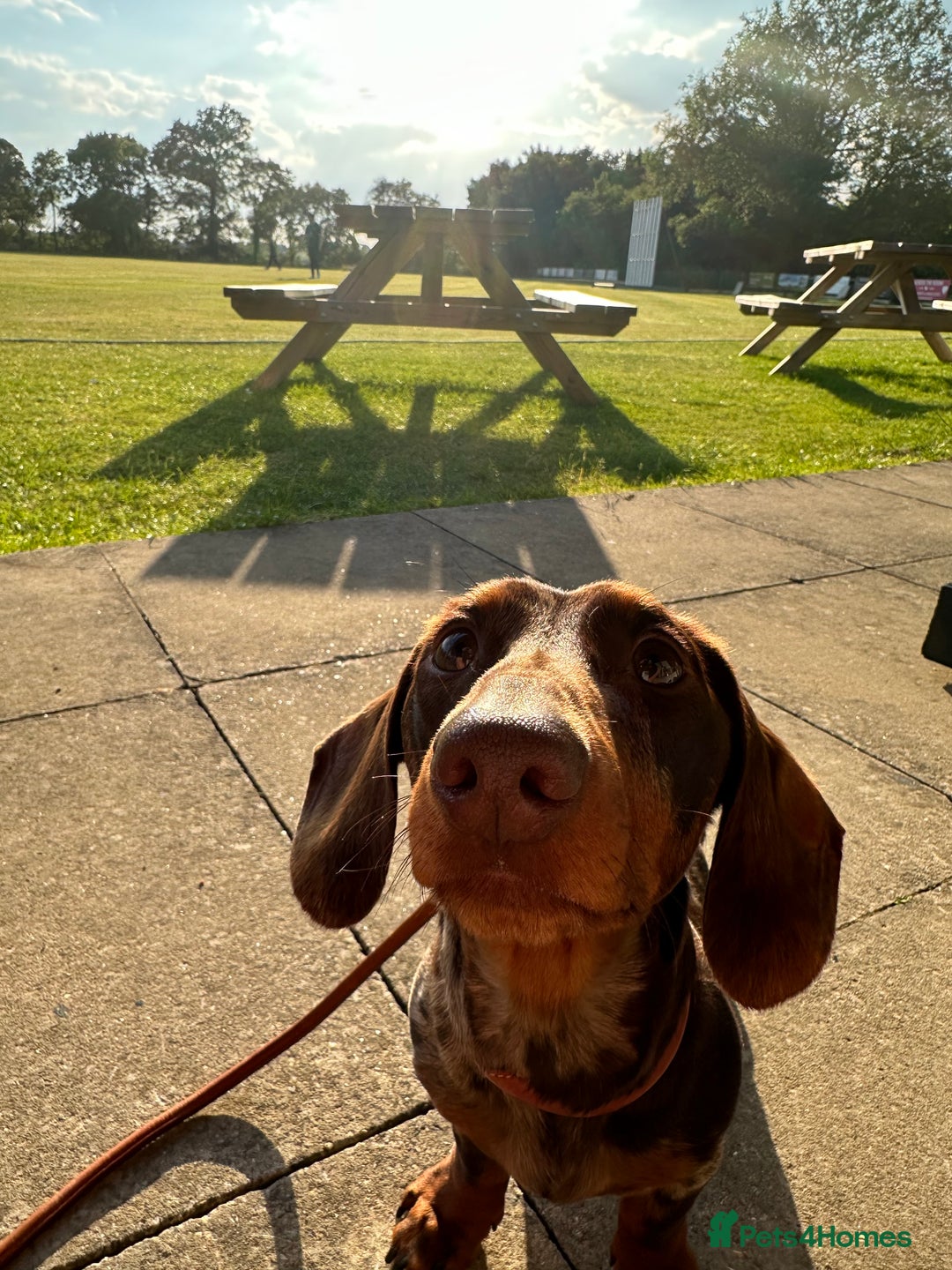 Miniature Dachshund dogs for sale: Otto  - Advert 7