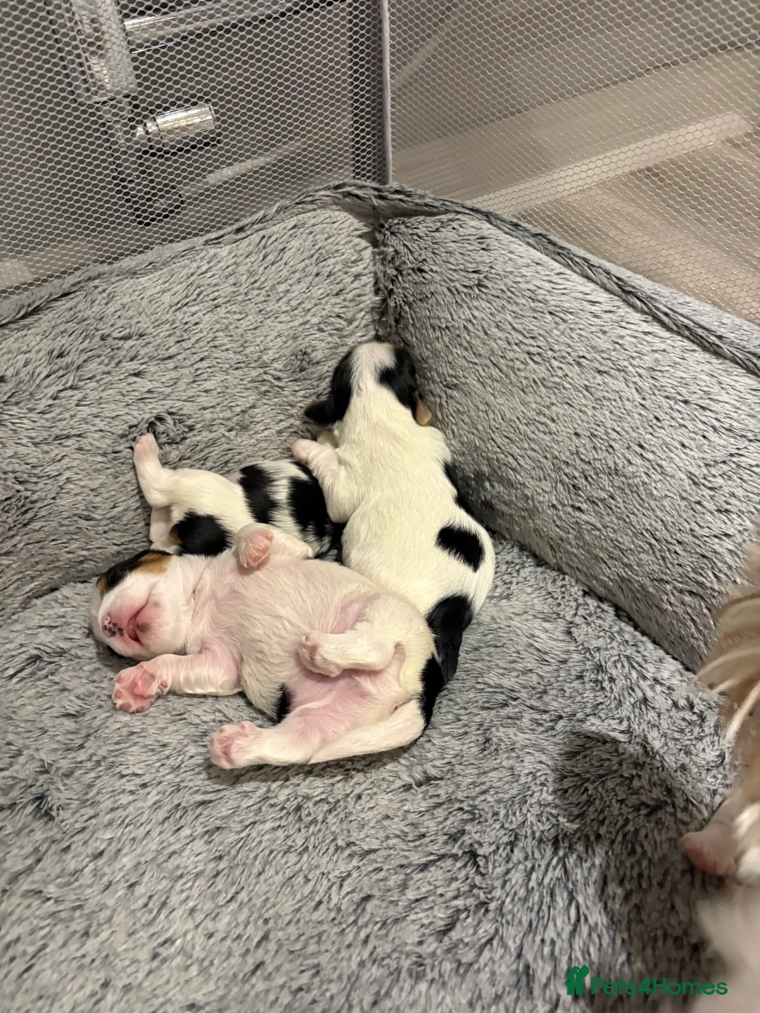 Yorkshire Terrier dogs for sale: Pure Biewer York Terriers for sale - Advert 8