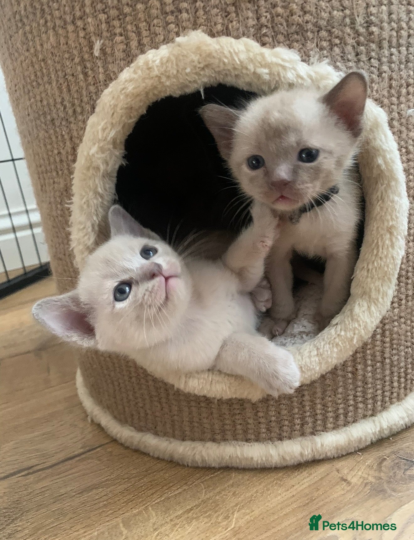 Burmese cats GCCF registered - Home Raised Burmese Kittens - Advert 1