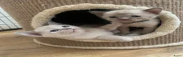 Burmese cats for sale: GCCF registered - Home Raised Burmese Kittens - Advert 1