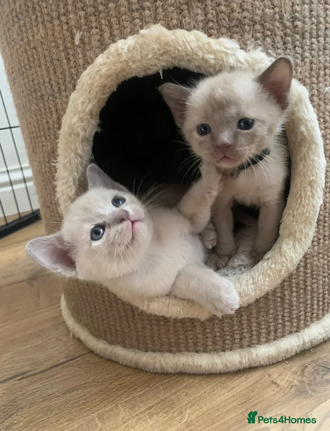 Burmese cats for sale: GCCF registered - Home Raised Burmese Kittens - Advert 1