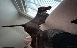 German Shorthaired Pointer dogs for stud: GSP Available for stud - Image 5