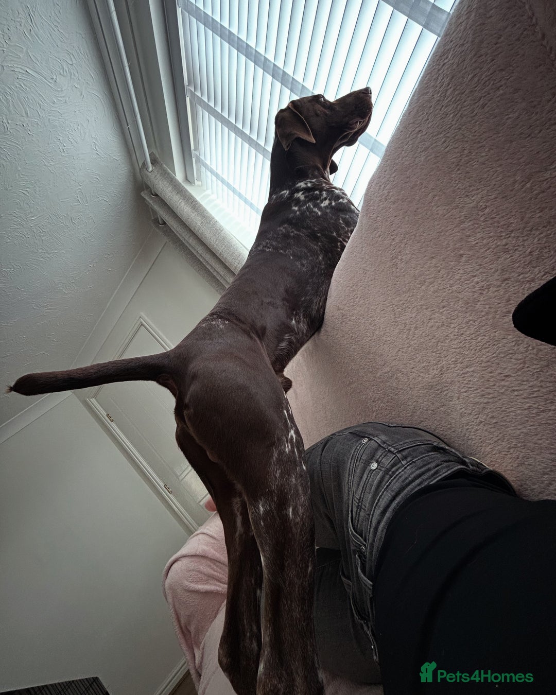 German Shorthaired Pointer dogs for stud: GSP Available for stud - Image 5