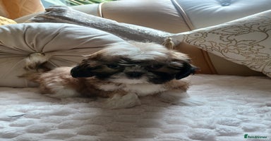 Shih Tzu dogs - Advert 2