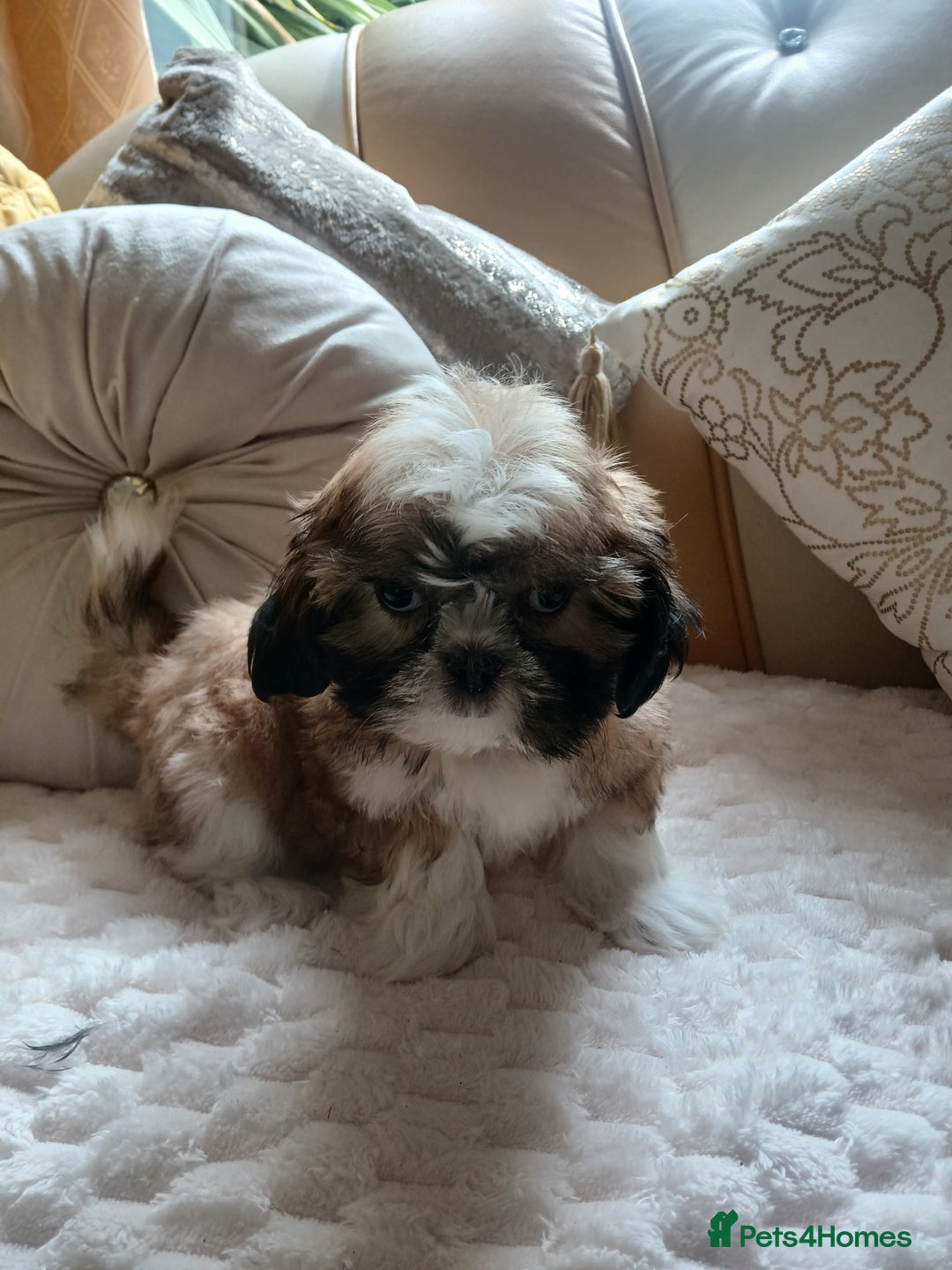 Shih Tzu dogs for sale: Shih tzu puppies - Image 2