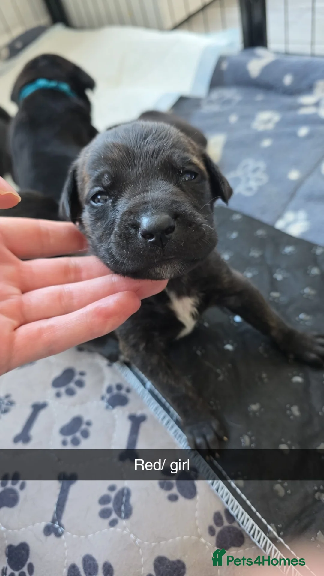 Mixed Breed dogs for sale: 8 cane corso x Germanshepard pups for sale - Advert 1