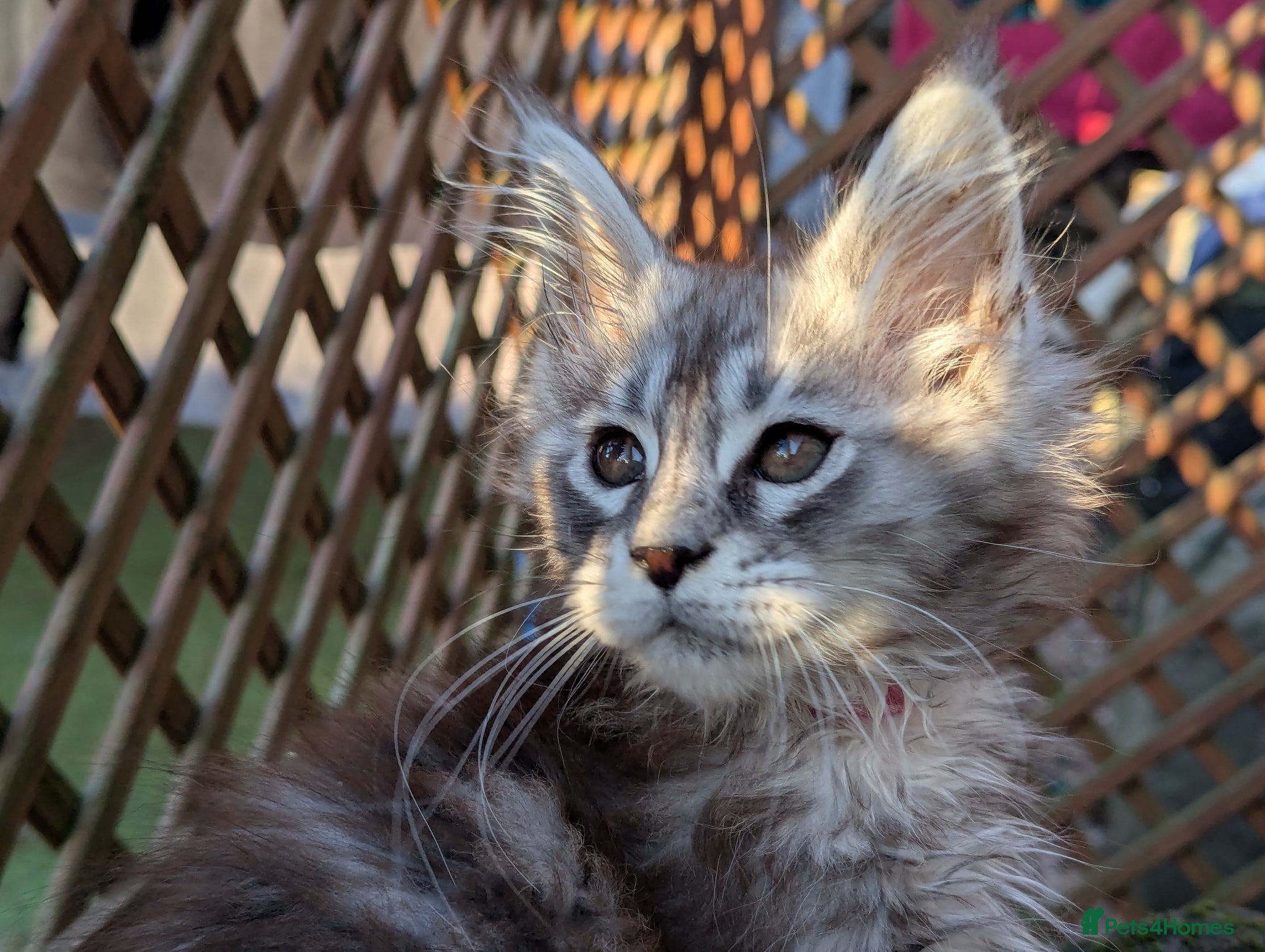 Maine Coon cats Stunning health tested girl from champion lines - Advert 1