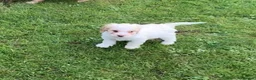 Cockapoo dogs for sale:  f1b cockapoo puppies dna clear ready now 1 left  - Advert 6