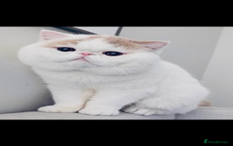 Exotic cats for sale: 🏆PREMIUM QUALITY KITTENS🏆 - Image 16