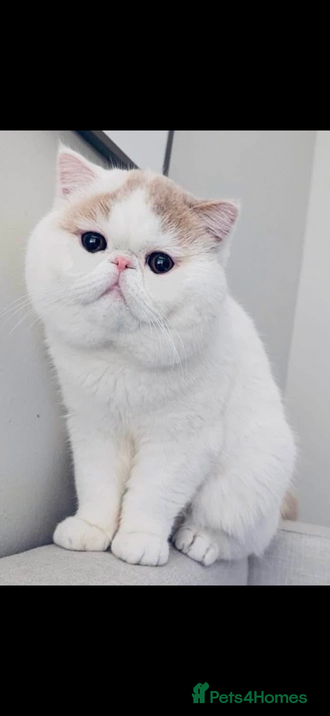 Exotic cats for sale: 🏆PREMIUM QUALITY KITTENS🏆 - Image 16