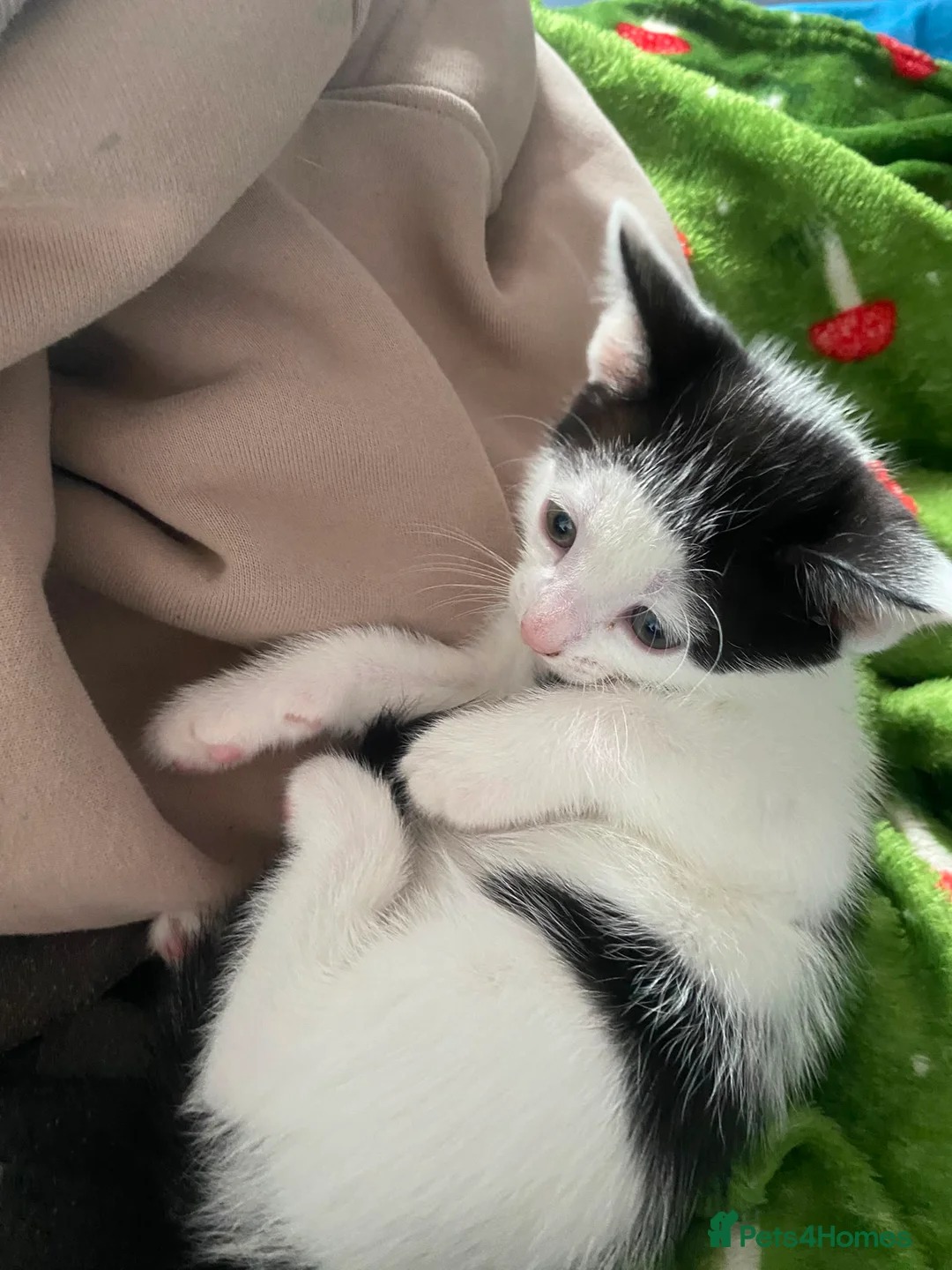 Mixed Breed cats for sale: 4 gorgeous kittens for sale  in Ilminster - Advert 5