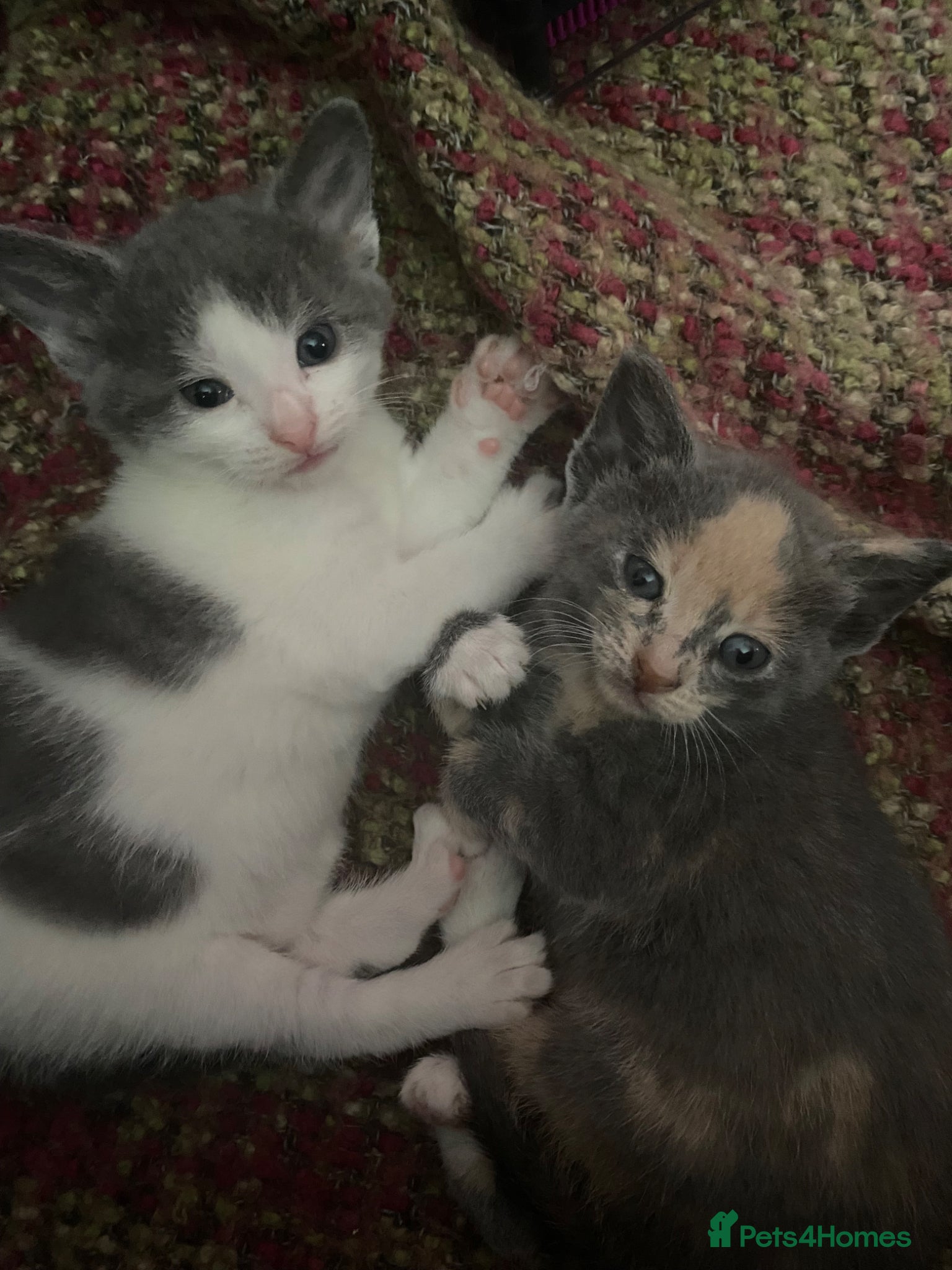 Domestic Shorthair cats for sale: Beautiful grey, grey/ginger & grey/white kittens - Advert 2