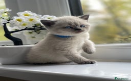 British Shorthair cats for sale: British Shorthair colour point kittens white  - Image 9